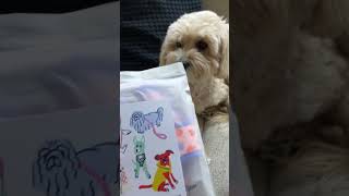 HAPPY MAIL harness reveal  from LUCY AND CO #dogaccessories #cutecavapoo #dogvideo