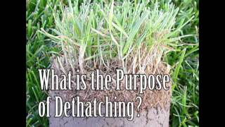 What is Dethatching? Should you Dethatch your Lawn?