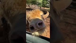 Cow Poses on Car Window Before Asking for Food - 1532641