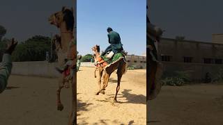 The owner of the camel fell from the camel #shorts  #shortvideo  #youtubeshorts