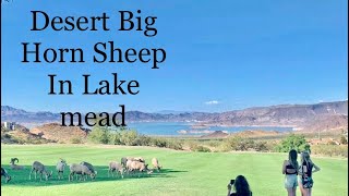 Desert Bighorn Sheep
In Lake Mead/ 🥘 Dinner In The Sount Point Hotel And Casino