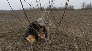 Обрезка запущенного сада. Часть 1