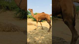 The camel is starting to feel cold. #shorts  #shortvideo  #youtubeshorts