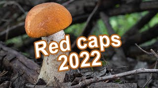 The Best Of Mushroom Hunting 2022 - Red cap | Scaber stalk | Leccinum albostipitatum / aurantiacum