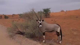 Kgalagadi Transfrontier Park - January 2016