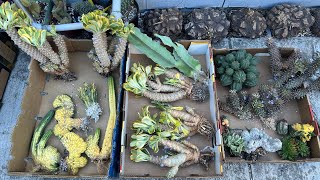 8/12 rare cactuses unbox: euphoria posionii, abdelkuri, rainbow, lophophora,& Korean succulents