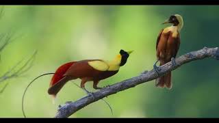 Papua New Guinea's Bird of Paradise