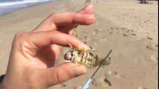 LiMPETS Sandy Beach Monitoring: Checking for pleopods