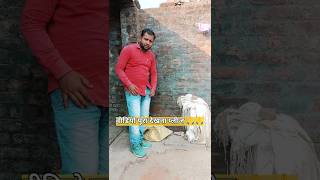 कुंवारी रह लूंगी_😆😂_#comedy #ytshorts #funny #shortsfeed #shorts #foryou #comedyshorts #trending