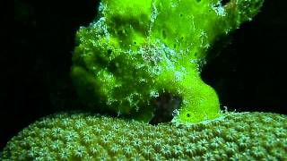 A cute Frogfish,  Bonaire (ron solodiver )