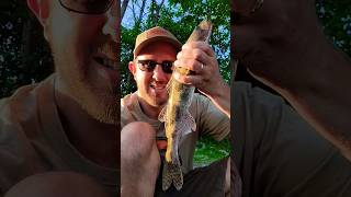 Sauger Catch and Release #letthemgo #catchandrelease #fishing