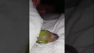 Naughtiest Parrot | Parrot Lovers