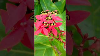 ଲକ୍ଷ୍ୟ ତାରାର ସୁନ୍ଦର ରଙ୍ଗ#flowers