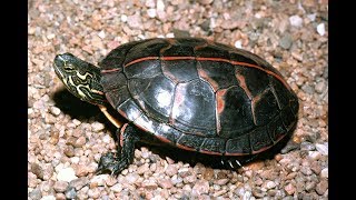 Top ten pet turtle species