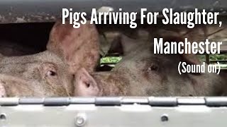 Pigs On Slaughterhouse Truck 2 (Manchester Pig Save) inc SOUNDS FROM KILL FLOOR