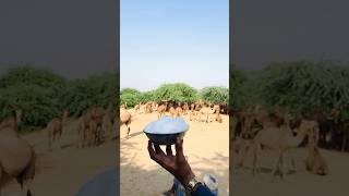 Camel milk is precious #shorts