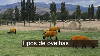 Descubra os Diferentes Tipos de Ovelhas e Suas Curiosidades!