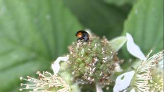 Ladybird massacres aphid