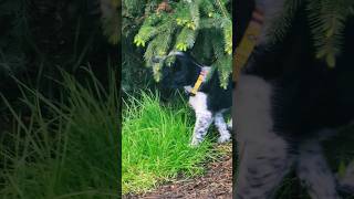 Scuppers tastes a tree. #puppy #dog #cute