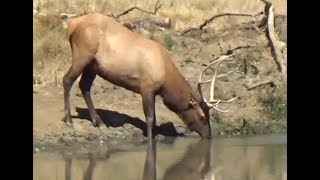 ELK Reading Practice (NO VERBAL CUES)