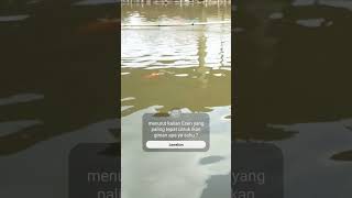 Mancing ikan mas #umpanikanmas #mancing #ikanmas #umpanputih #umpanamis #umpanjagung