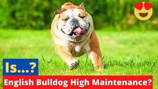 Are English Bulldogs High Maintenance dogs? Should you get an English Bulldog?