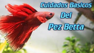 CUIDADOS BÁSICOS DEL PEZ BETTA | AcuaFish