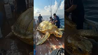 Giant Golden turtles Caught by Fishermen! 🐢🎣#GiantSeaCreatures #FishingDiscoveries #oceanmysteries