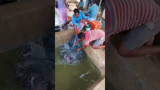 ☄️Before protasi masam eating fish #fish #viral #trending #shorts @anbumarimuthuvlogs