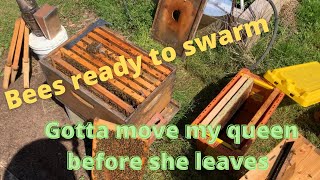 Bees are getting ready to swarm , what should I do now?  #beekeeping,#swarmcontrol