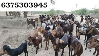 Qurbani goats || Mix breed || सिरोही,गुजरी,अजमेरी || top quality || सस्ती कीमत पर Mo.6375303945