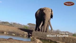 Paolo the Bull Elephant Drinking Water in Selenkay Conservancy