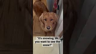 Tell me your dog loves winter without telling me your dog loves winter … #short #dog #snow