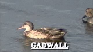 GADWALL 1