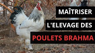 Fais ça pour améliorer ta production de poulets brahma #brahma