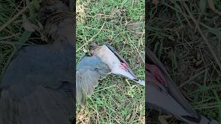 Dove 🕊 hunting part1 | today we hunt a  second Dove  🕊 #viral #youtube #hunting #dogs #viralvideo