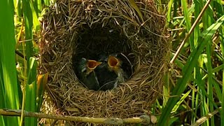 Brown Prinia Birds Need Food | Tiny birds