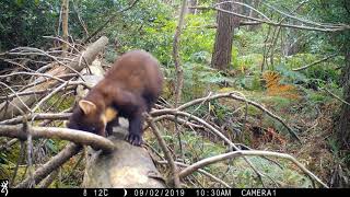 Pine marten on trailcam