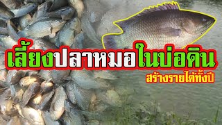 เลี้ยงปลาหมอบ่อดิน | สร้างรายได้ทั้งปี |