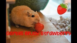 Gerbils enjoy strawberry