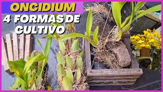 REPLANTES: IDÉIAS para plantar ORQUÍDEA ONCIDIUM Chuva de Ouro