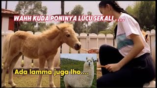 WAAHH LUCUNYA ADA KUDA PONI DAN LAMMA JUGA LHO...DI KEBUN BINATANG LEMBANG PARK AND ZOO