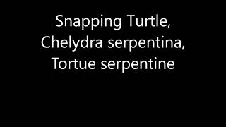 SnappingTurtle