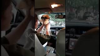 Shih-tzu baby Dance in car