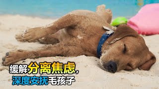 🐶【狗狗也爱听音乐! 毛孩摇篮曲】10小时让狗狗深度放松的音乐🐶小狗安眠音乐 宠物疗愈音乐  🎵🎶  放松毛孩子的心情，降低焦虑和紧张情绪  放松你的狗狗  睡眠音乐 安抚放松你的狗狗