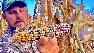 Corn picking boys in Tennessee!