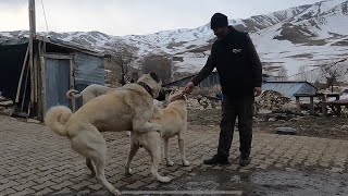 İLK DEFA ÇİFTLEŞECEK OLAN KÖPEĞİN HEYECANI