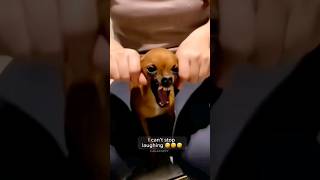 Funny Animals 2023 😂 - Funniest Cats and Dogs video 🐱 🐶 #shorts