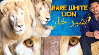 White LION The King-Sher Khan|Wild animals in Quetta