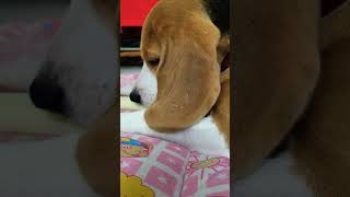 Obedience training for 5 months old Beagle|Fredy the Beagle|#Shorts